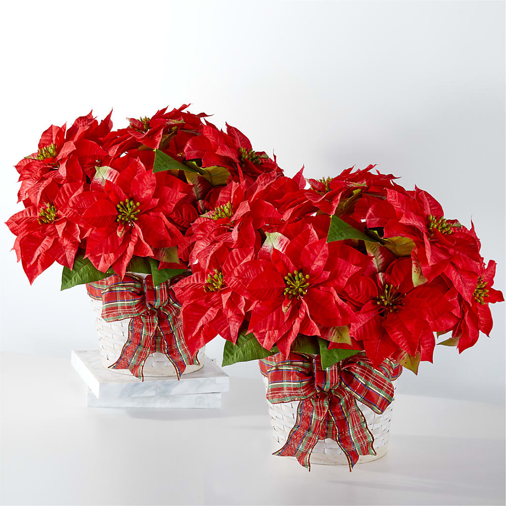 Happiest Holidays Poinsettia Bundle – Verona Florist, Woodbridge ON