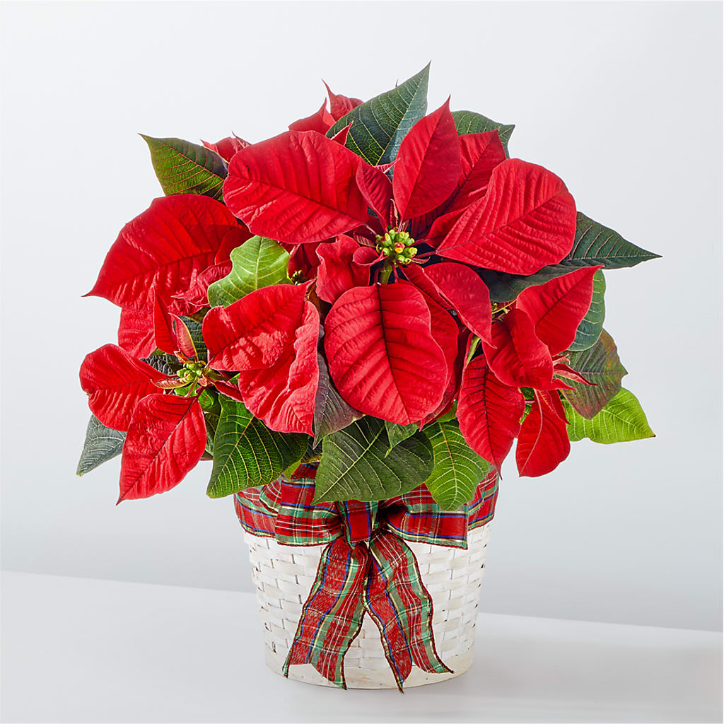 Happiest Holidays Poinsettia – Verona Florist, Woodbridge ON
