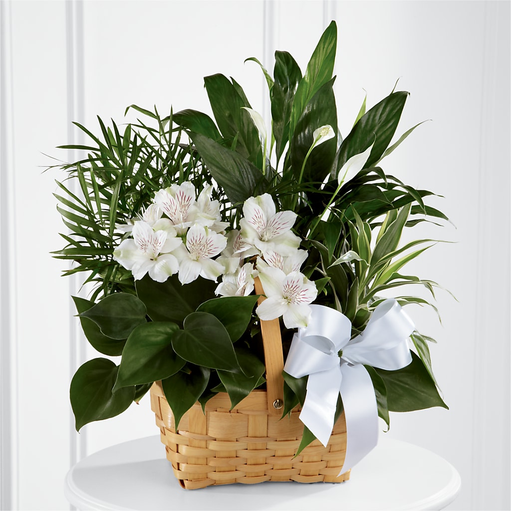Peace & Serenity Dishgarden – Verona Florist, Woodbridge ON