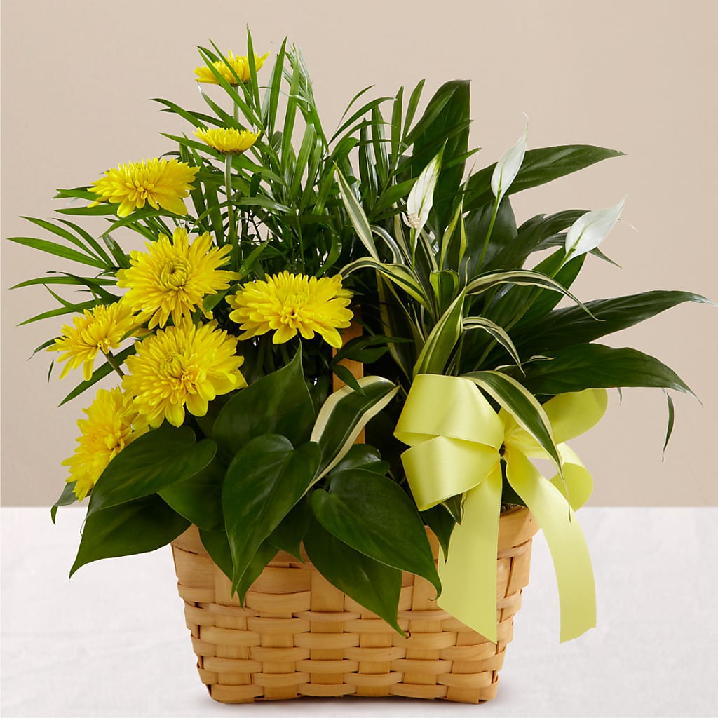 Loving Light Dishgarden – Verona Florist, Woodbridge ON
