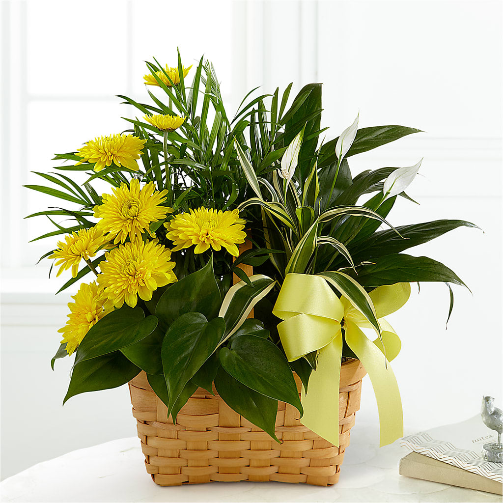 Loving Light Dishgarden – Verona Florist, Woodbridge ON
