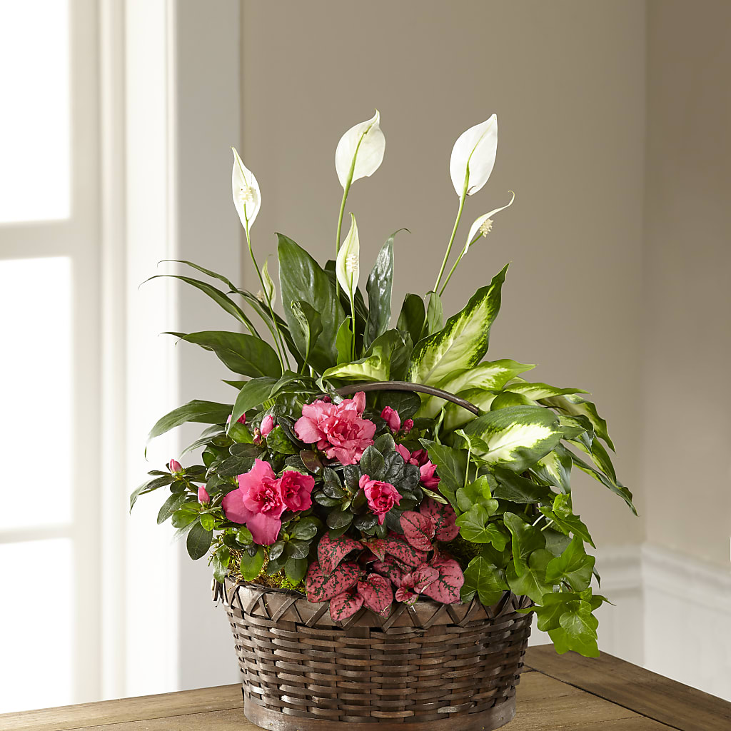 Dream in Pink Dishgarden – Verona Florist, Woodbridge ON