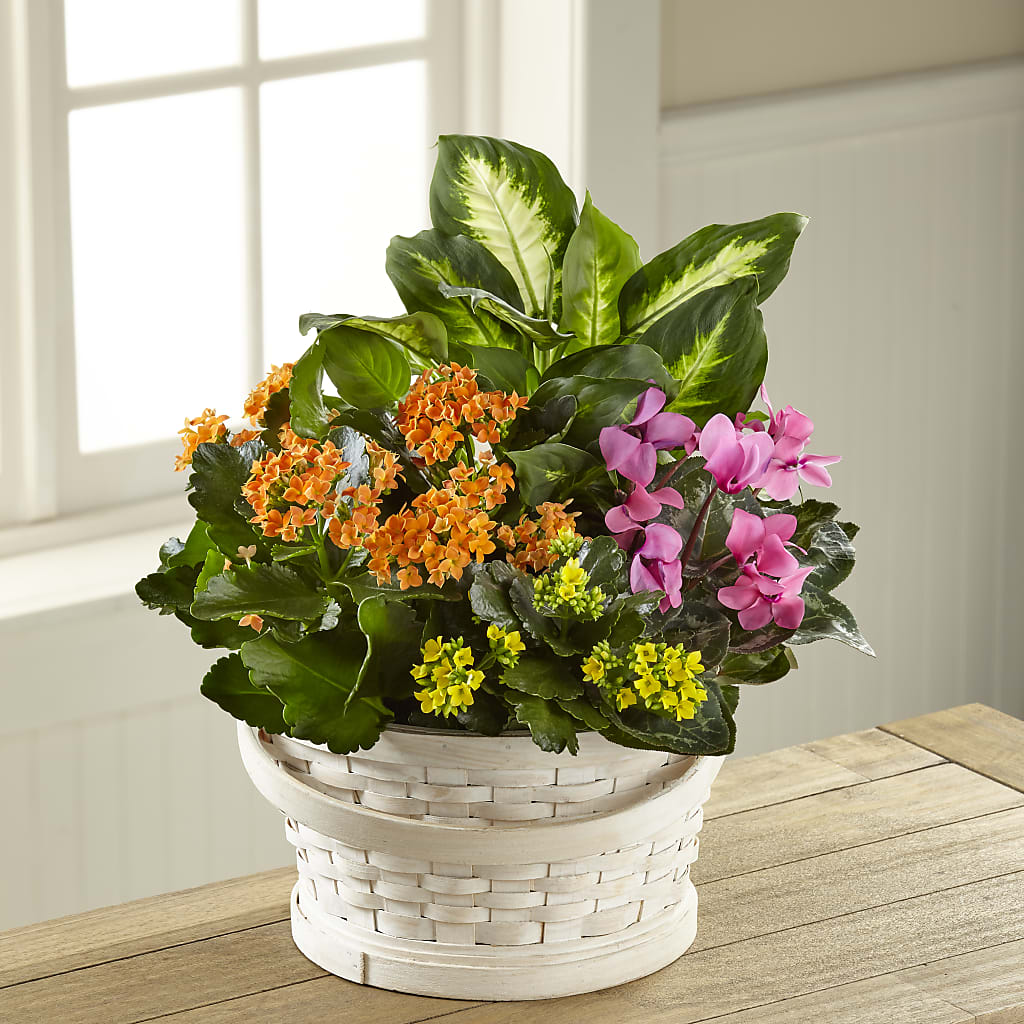 Color Crush Dishgarden – Verona Florist, Woodbridge ON