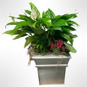 Beauty Garden Mixed Planter – Verona Florist, Woodbridge ON