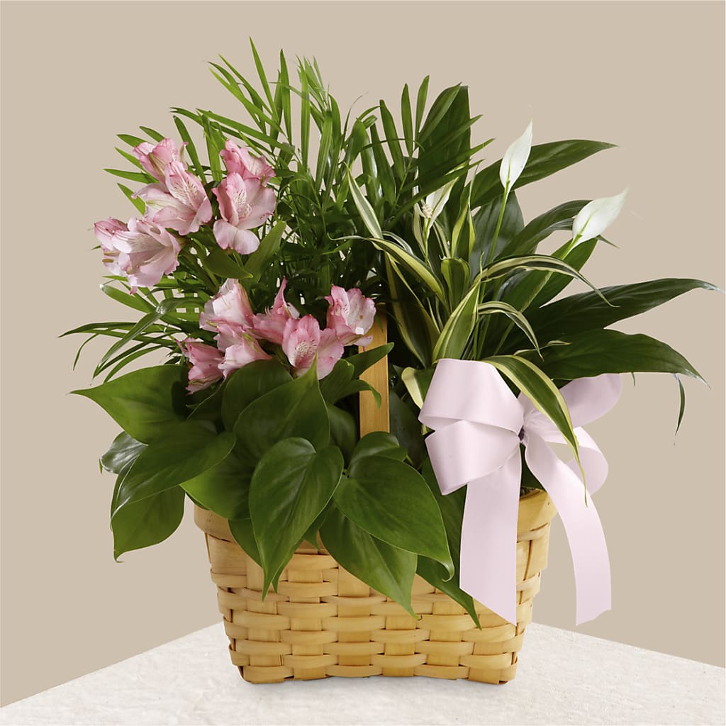Living Spirit Dishgarden – Verona Florist, Woodbridge ON