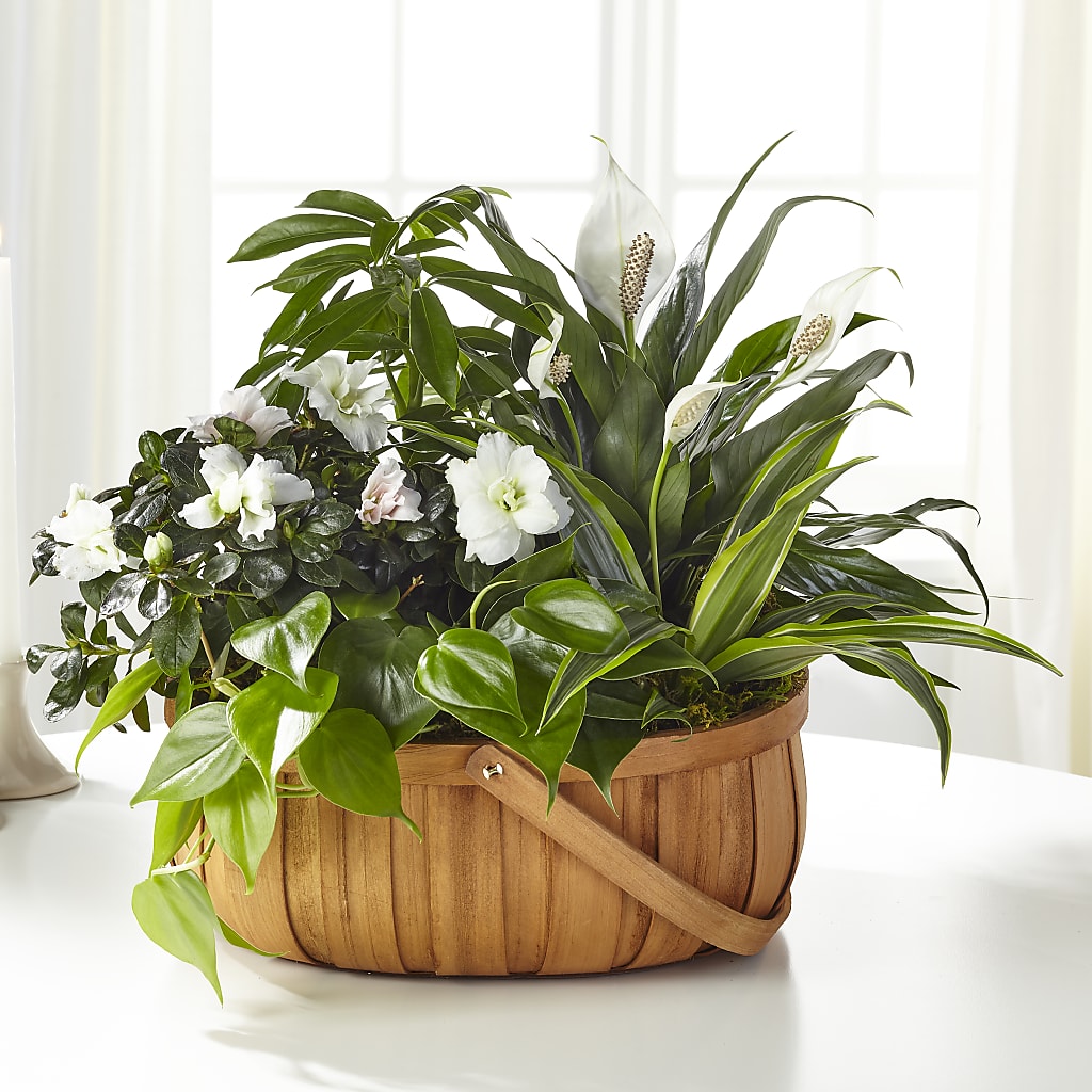 Serene Dishgarden – Verona Florist, Woodbridge ON