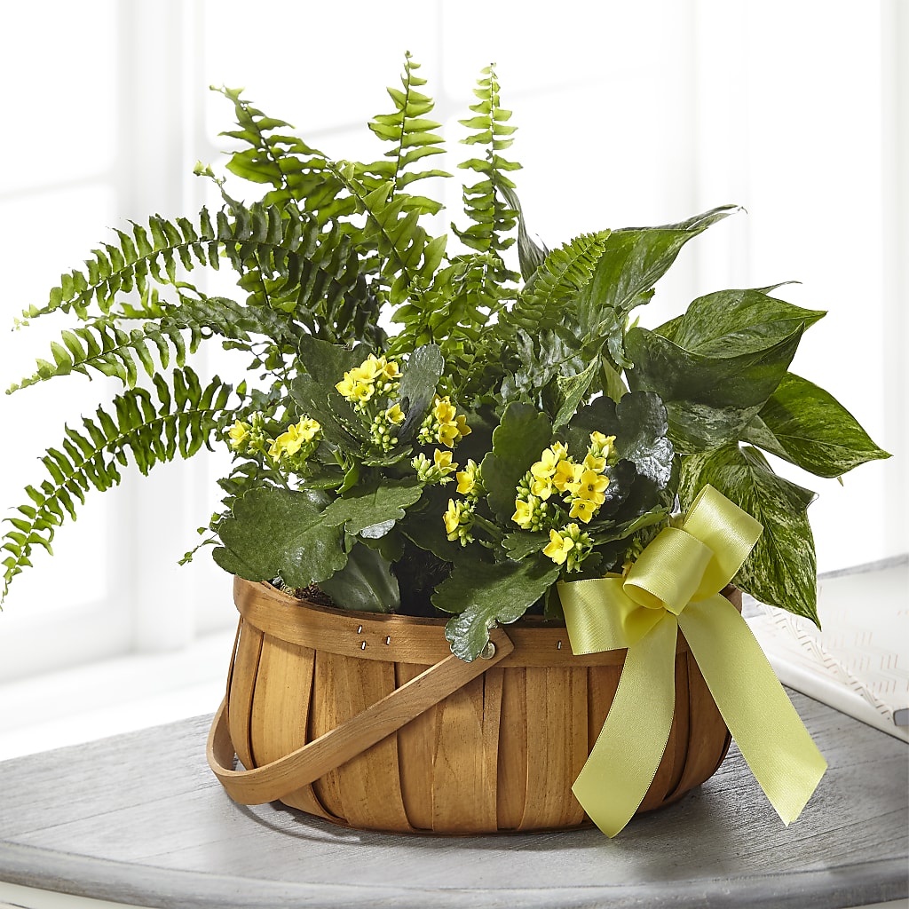 Always Dear Dishgarden – Verona Florist, Woodbridge ON