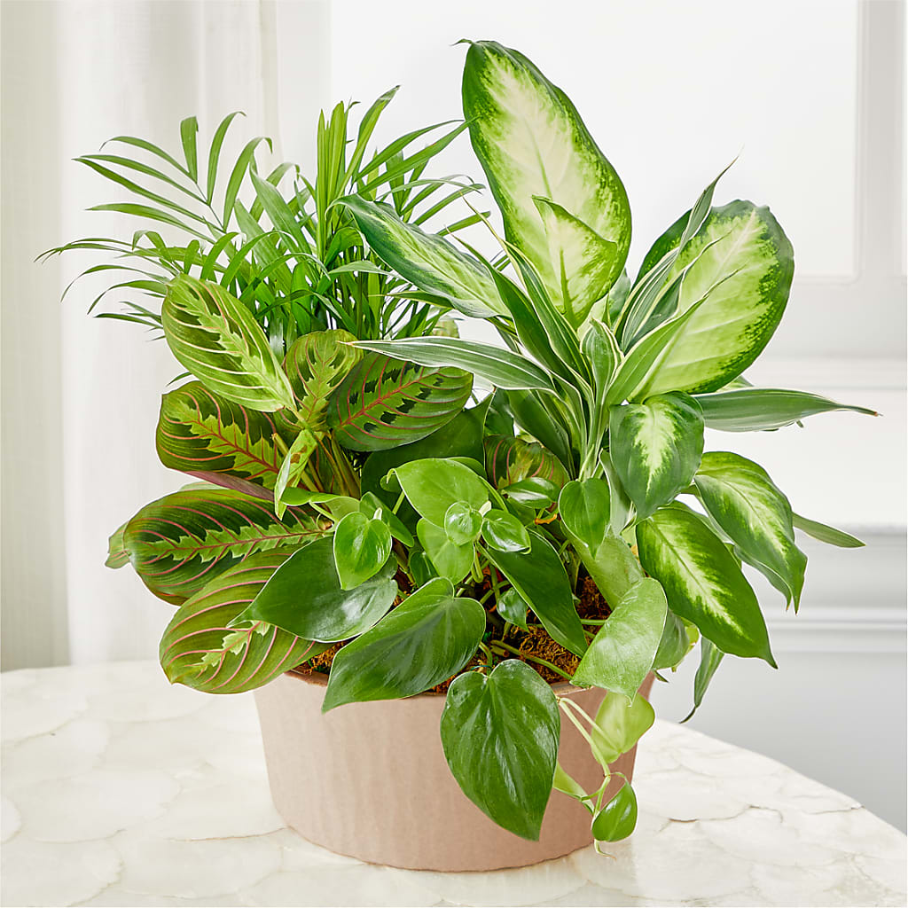 Balance & Harmony Dishgarden – Verona Florist, Woodbridge ON