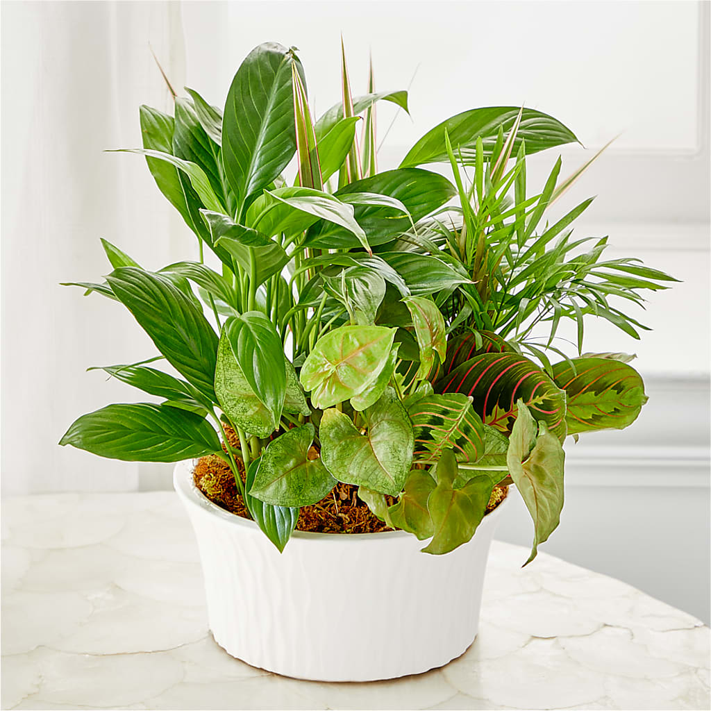 Balance & Harmony Dishgarden – Verona Florist, Woodbridge ON