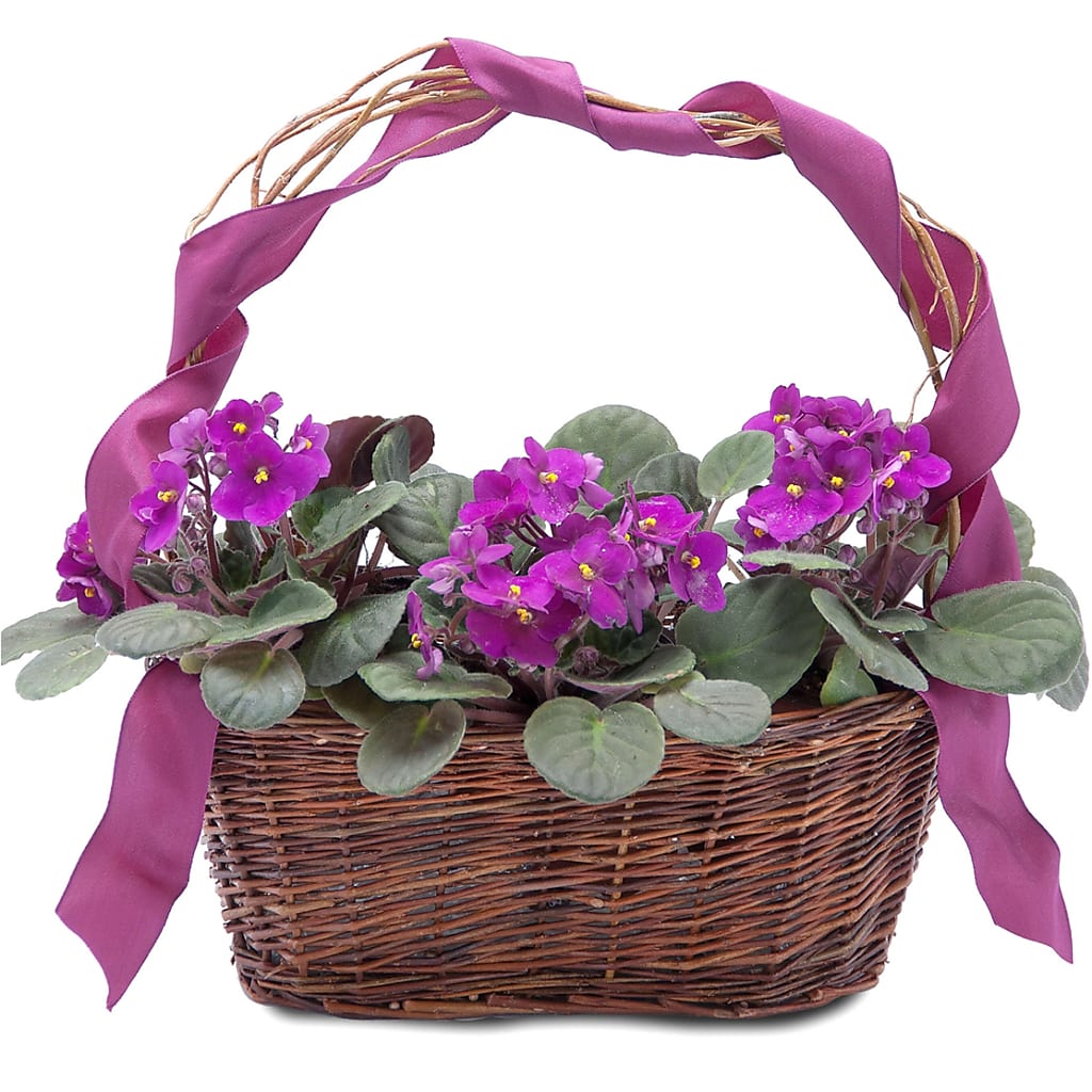 Very Violet Basket