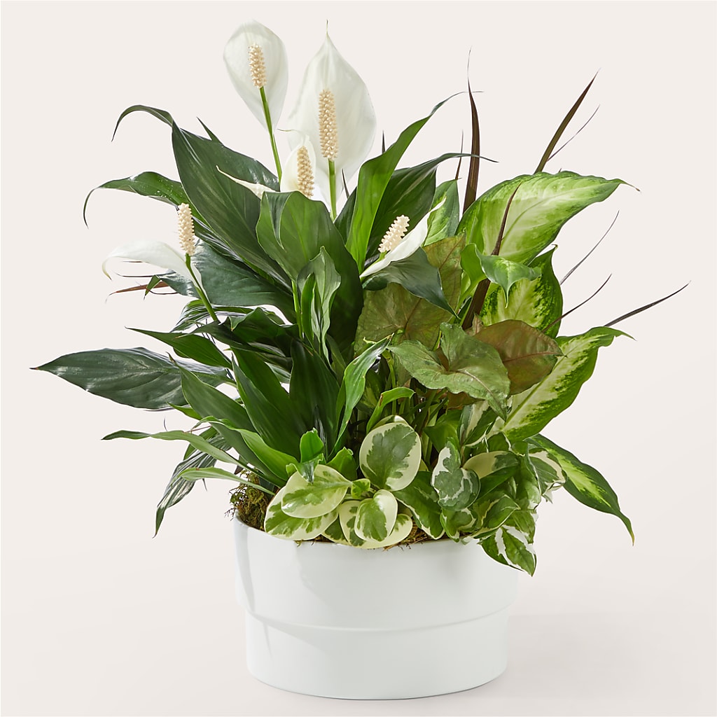 Radiating Positivity Dishgarden – Verona Florist, Woodbridge ON