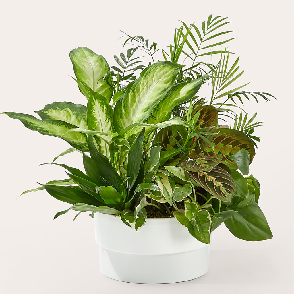 Radiating Positivity Dishgarden – Verona Florist, Woodbridge ON