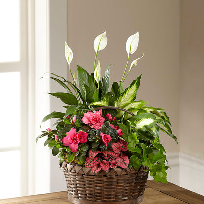Dream in Pink Dishgarden –  Verona Florist, Woodbridge ON