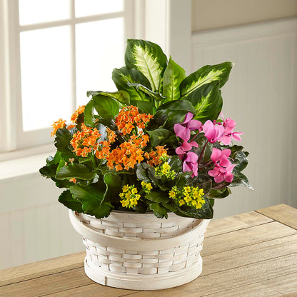 Color Crush Dishgarden –  Verona Florist, Woodbridge ON