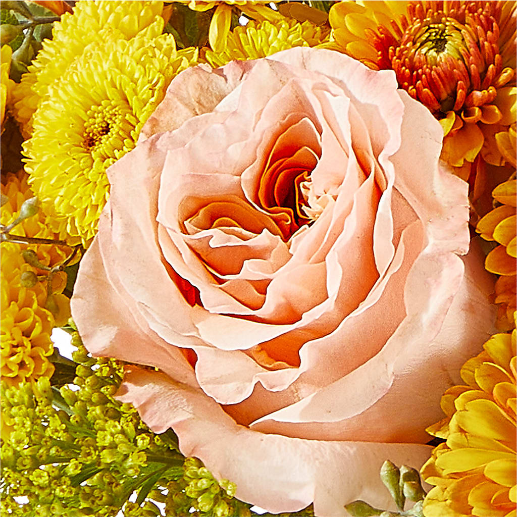 Peachy Pumpkin –  Verona Florist, Woodbridge ON