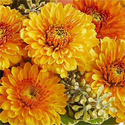 Peachy Pumpkin –  Verona Florist, Woodbridge ON