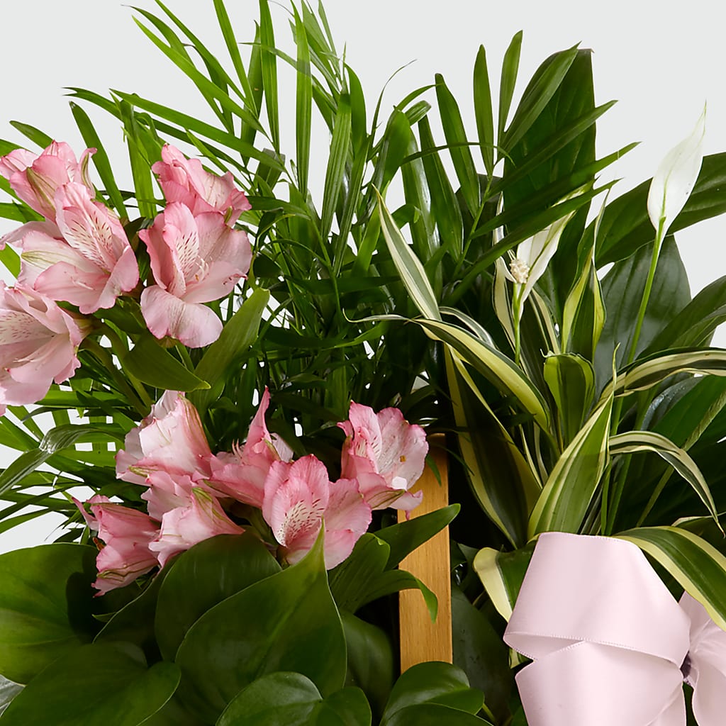Living Spirit Dishgarden –  Verona Florist, Woodbridge ON