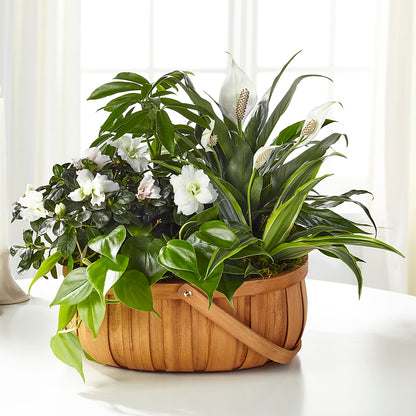 Serene Dishgarden –  Verona Florist, Woodbridge ON