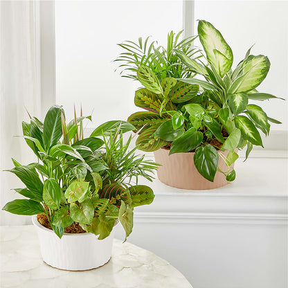 Balance & Harmony Dishgarden –  Verona Florist, Woodbridge ON