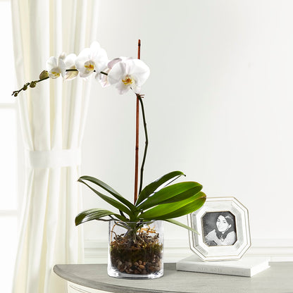 White Orchid Planter –  Verona Florist, Woodbridge ON