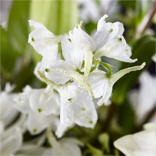 Classic Ivory – A Florist Original –  Verona Florist, Woodbridge ON
