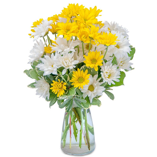 Dazed Daisies