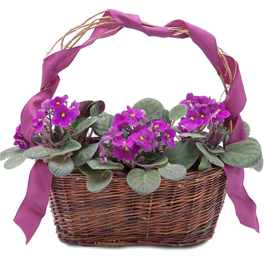 Very Violet Basket
