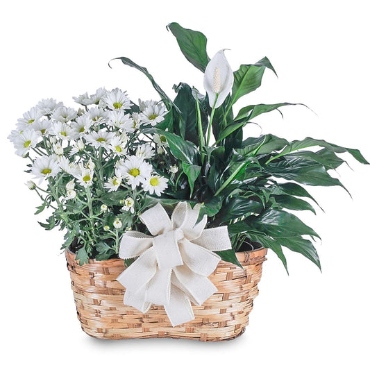 Blooming and Green Plant Combination