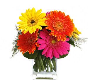 Sweet Gerbera Bouquet