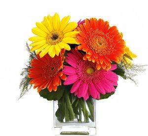 Sweet Gerbera Bouquet –  Verona Florist, Woodbridge ON